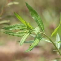 Gomphocarpus physocarpus E.Mey.